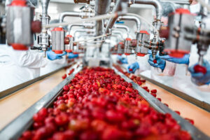 Cherries on a factory line after getting Conveyor Belt Repair in Lakeland FL 